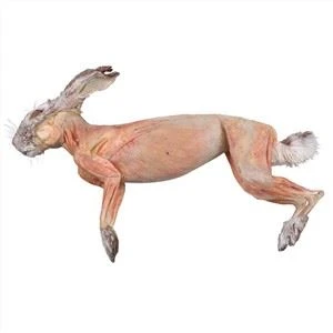 Plastinatie Konijn