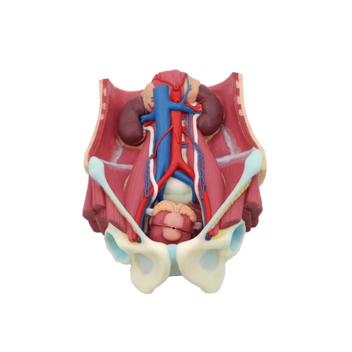 Lichaam anatomie model