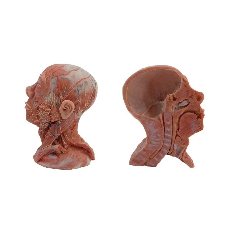 head and neck model head and neck model