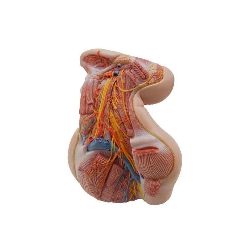 simulation deep anatomy of neck model simulation deep anatomy of neck model