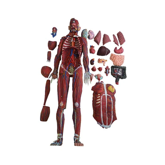 science model human body for sale science model human body for sale