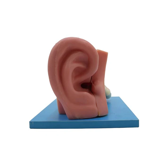 ear model with labels ear model with labels