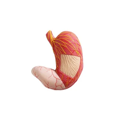 Maagmodelanatomie