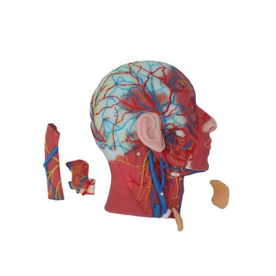 Vasculair anatomiemodel van hoofd en nek